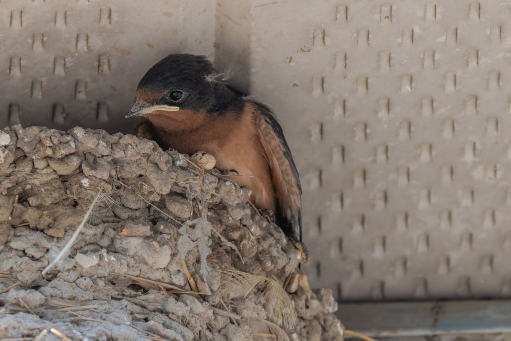 Accueillir la biodiversité – une contribution LPO /&nbsp;CMN